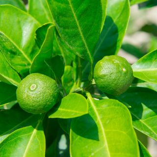 Bitterorangenextrakt